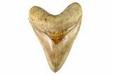 Serrated, Fossil Megalodon Tooth - Indonesia #279226-1